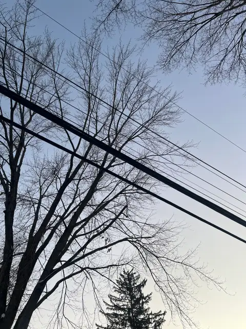 Serene skies and stark branches.